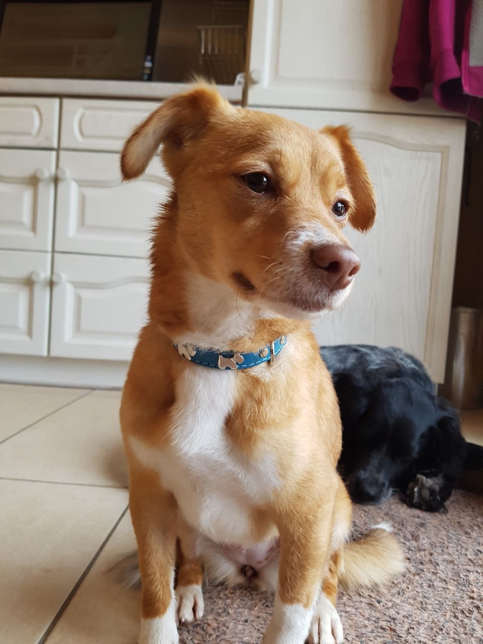 Hundepension Saarland Unsere Pflegehunde