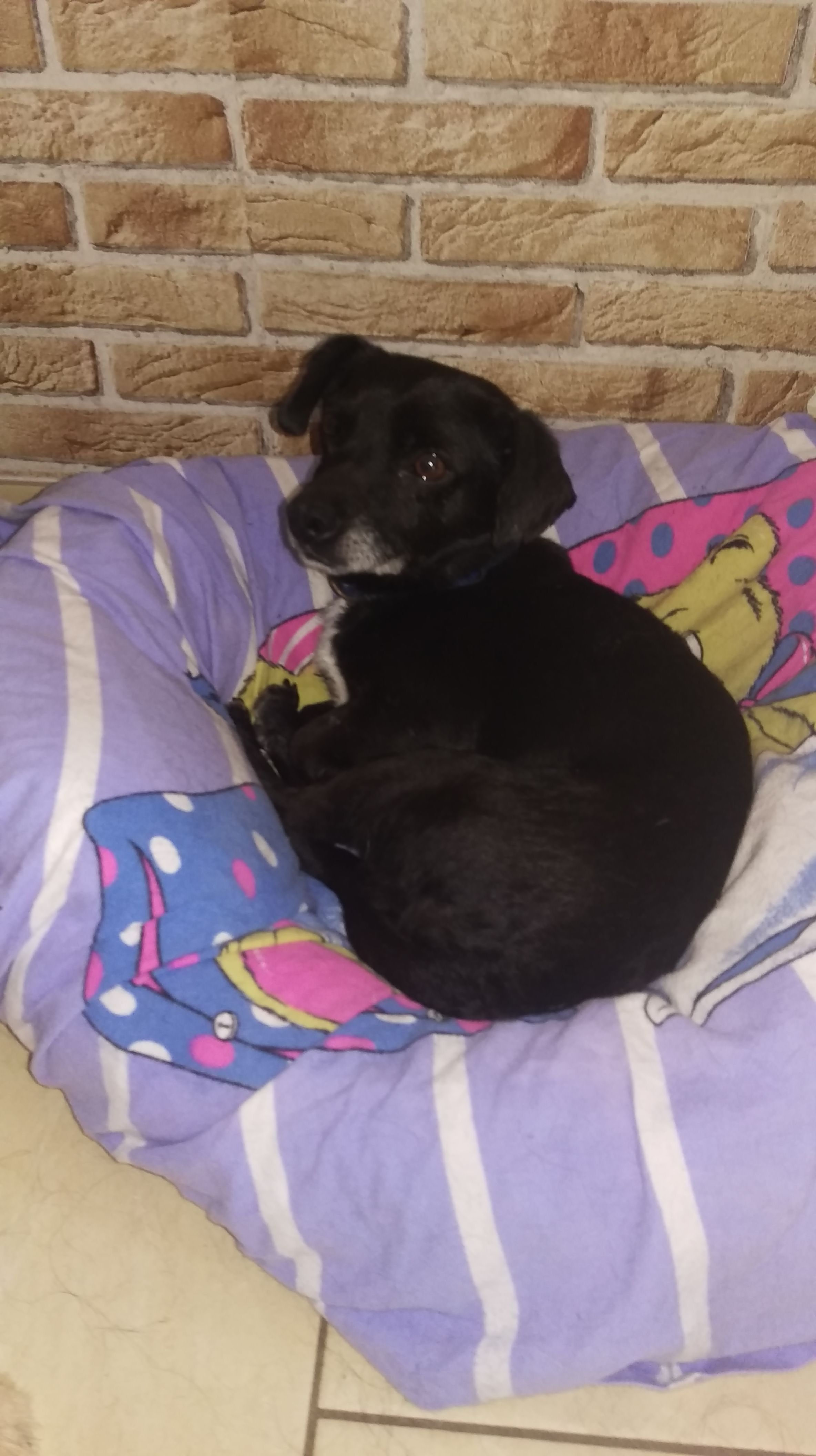 Hundepension Saarland Unsere Pflegehunde