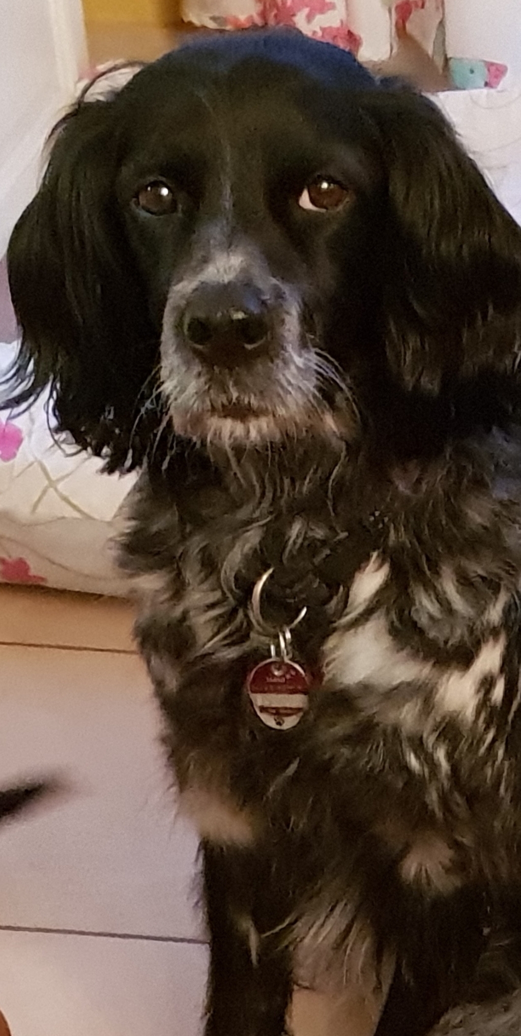 Hundepension Saarland Unsere Hunde